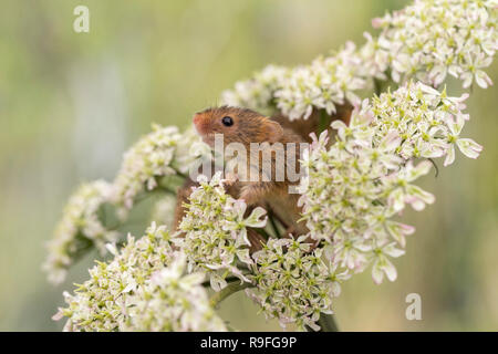 Harvest Mouse; Micromys minutus Three on Hogweed Devon; UK Stock Photo
