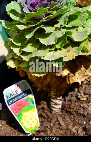 Ornamental Kale Stock Photo