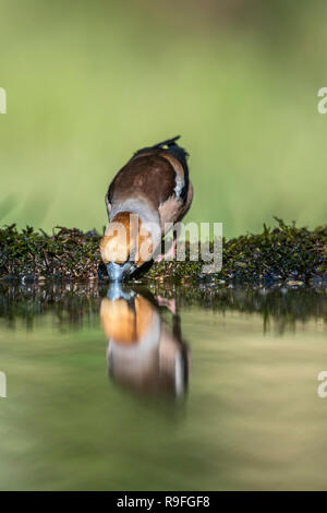Hawfinch; Coccothraustes coccothraustes Single Male Drinking Hungary Stock Photo