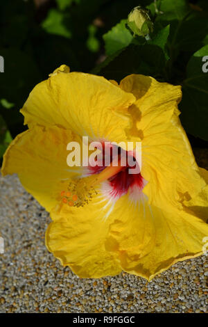 Yellow Hibiscus Stock Photo