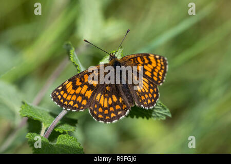 Heath Fritillary Butterfly; Melitaea athalia Cornwall; UK Stock Photo
