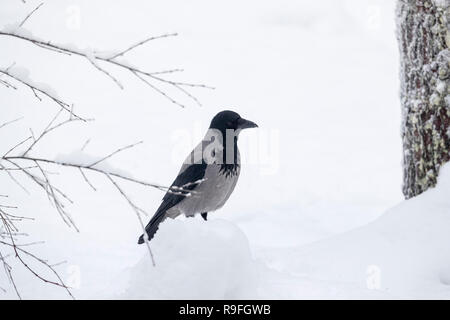 Hooded Crow; Corvus cornix Finland Stock Photo