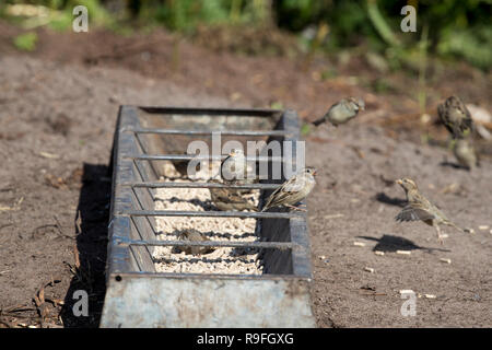 House Sparrow; Passer domesticus Flock Around Feeding Trough Isles of Scilly; UK Stock Photo