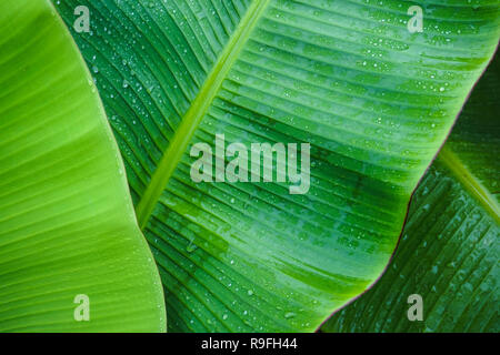 Close Up of Wet Green Banana Leaves Stock Photo