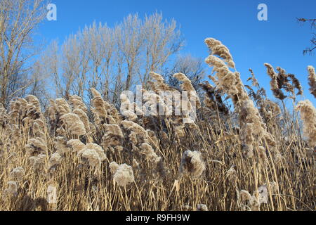 Dry grass at the roadside covered in snow at minus 15 degrees below zero. This photo was taken near the river saint Laurent in Montreal, Canada. Stock Photo