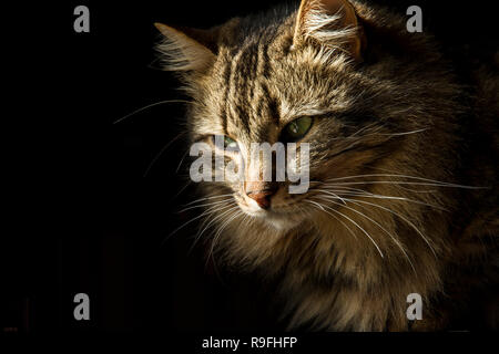 Beautiful long-haired tabby cat on a black background, as if it were emerging from the shadows Stock Photo