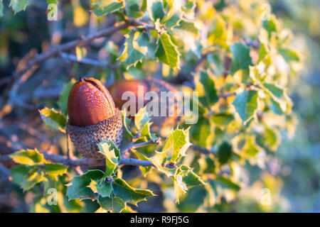Quercus coccifera (Kermes oak) acorn detail with water drops Stock Photo