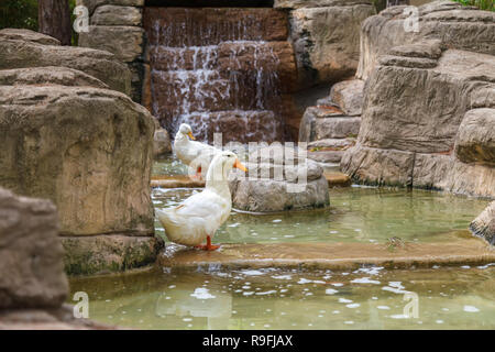 Fluffy ducks with bright orange beaks and legs stand on a stone slab in a decorative pond Stock Photo