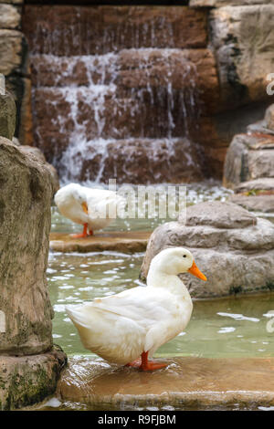 Fluffy ducks with bright orange beaks and legs stand on a stone slab in a decorative pond Stock Photo