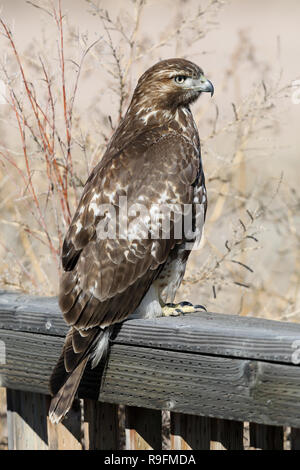 Juvenile Red-tailed Hawk (Buteo jamaicensis) perched on a deck railing - New Mexico Stock Photo