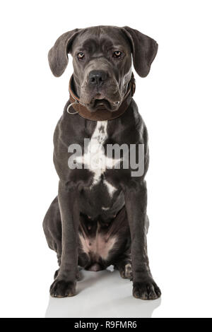 Adult cane corso dog sitting isolated on white background and looking to the camera Stock Photo