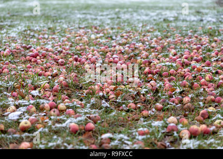 Windfall: apples on the ground, covered by a thin layer of snow, December; Nellemanns Have, Saeby, Denmark Stock Photo