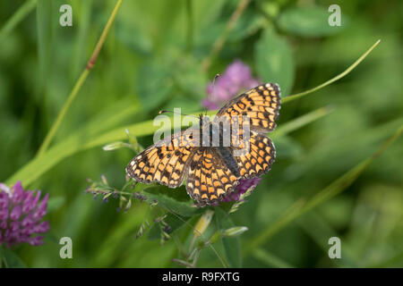 Knapweed Fritillary Butterfly; Melitaea phoebe Single on Flower Hungary Stock Photo