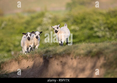 Lamb; Three Pendle; Lancashire; UK Stock Photo