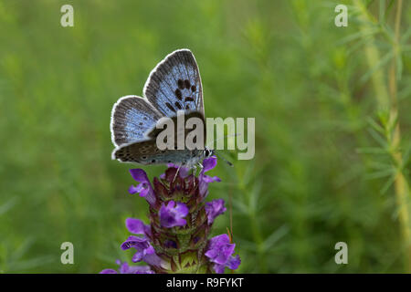 Large Blue Butterfly; Phengaris arion Single Female  Somerset; UK Stock Photo