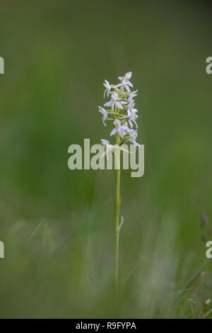 Lesser Butterfly Orchid; Platanthera bifolia Flower Cumbria; UK Stock Photo