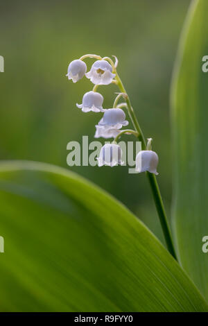 Lily of the Valley; Convallaria majalis; Flower; Lancashire; UK Stock Photo
