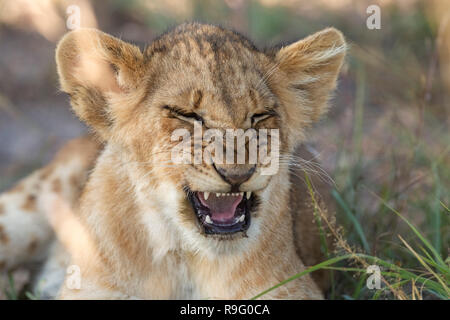 lion cub yawning and smiling looking very funny Stock Photo