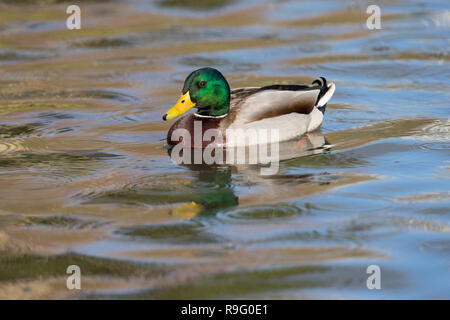 Mallard; Anas platyrhynchos Single Male on Water Cornwall; UK Stock Photo