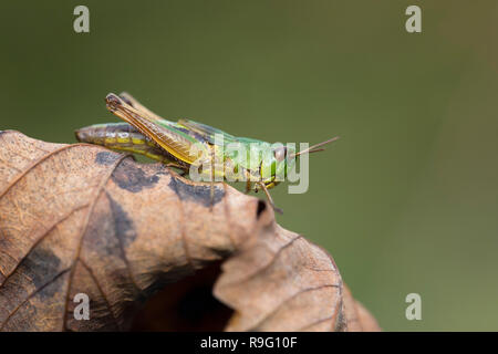 Meadow Grasshopper; Chorthippus parallelus Single on Leaf Cornwall; UK Stock Photo