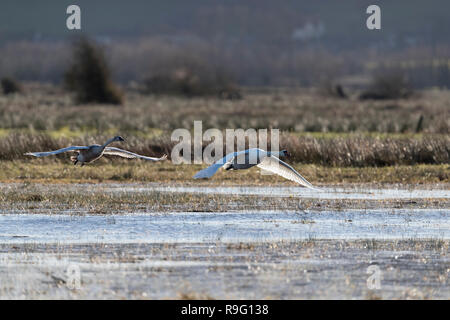 Mute Swan; Cygnus olor Two in Flight Somerset; UK Stock Photo