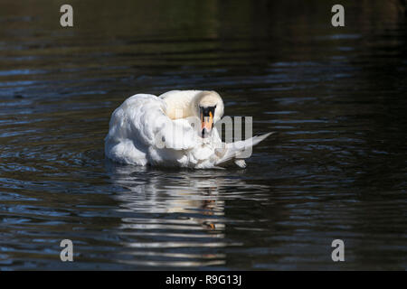 Mute Swan; Cygnus olor Single Preening Cornwall; UK Stock Photo