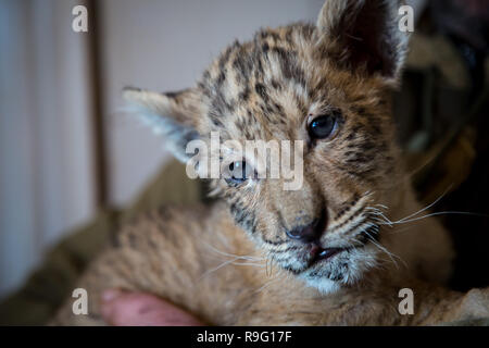 Portrait of liliger, lion and liger cub, result of interbreeding, the biggest cat in the world. Stock Photo
