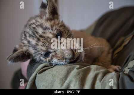 Portrait of liliger, lion and liger cub, result of interbreeding, the biggest cat in the world. Stock Photo