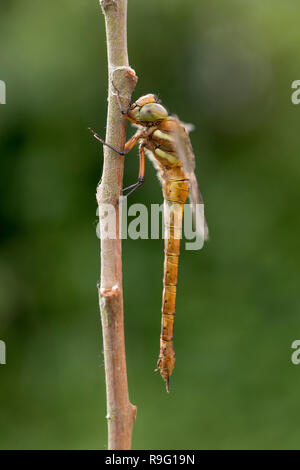 Norfolk Hawker; Aeshna isoceles Single Close Up Norfolk; UK Stock Photo
