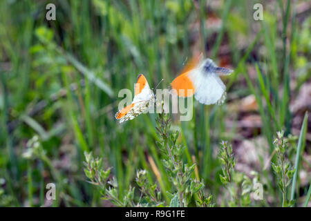 Orange Tip Butterfly; Anthocharis cardamines Two; One in Flight Hungary Stock Photo