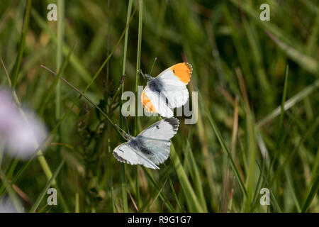 Orange Tip Butterfly; Anthocharis cardamines Two; Female and Male Displaying Lancashire; UK Stock Photo