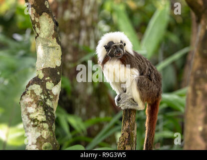 Cotton Top Tamarin Monkey - Saguinus oedipus - sitting on top of a tree branch Stock Photo