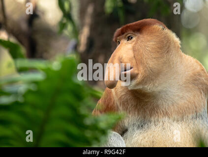 Portrait of a Male Proboscis Monkey with big nose Stock Photo