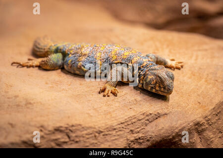 Ornate spiny tailed lizard, Uromastyx ornata, resting on a rock Stock Photo