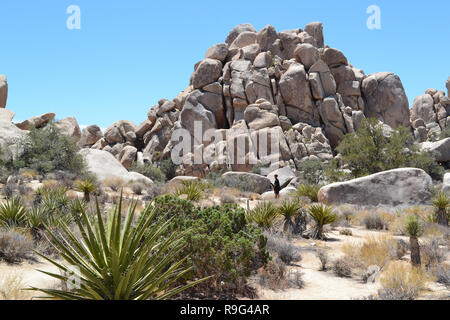 Joshua trees, rock formations and Cactus Garden in the Joshua Tree National Park, California, USA. Cholla cactus and pinyon pines are also attractions Stock Photo