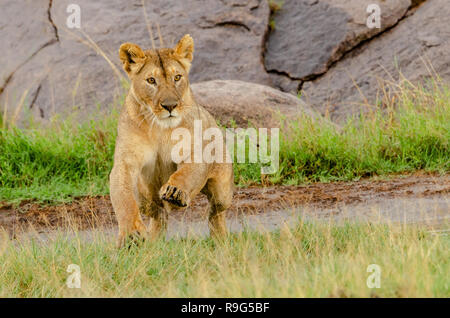 Lioness (Panthera leo) leaping over water in Tanzania, Africa Stock Photo