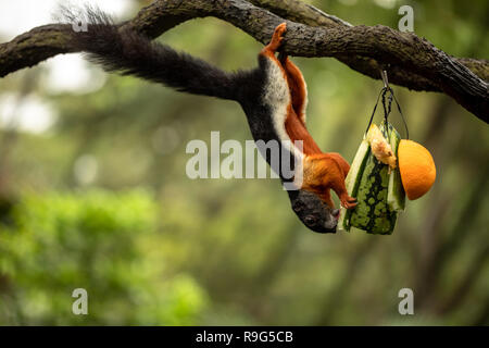 Prevost squirrel hanging upside down, eating water melon Stock Photo