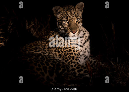 Adult female leopard resting