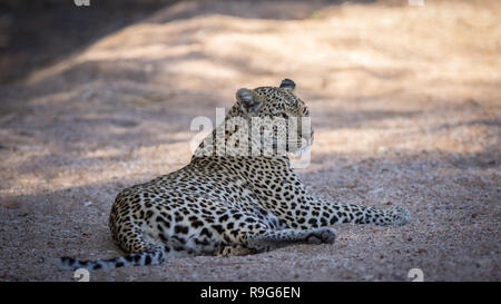 Relaxed female leopard resting in her natural environment.