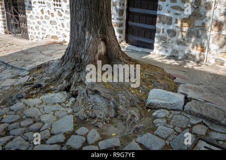 big tree root on a cobblestone street, broken street pavement Stock Photo