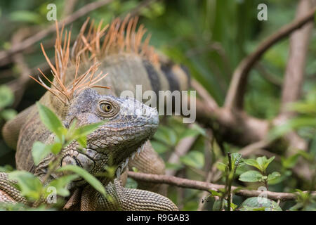 Green iguana (Iguana iguana) male perched on tree. Puerto Viejo river. Heredia province. Costa Rica. Stock Photo