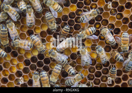 Honey bees working on a honeycomb hexagonal structure in the beehive Stock Photo