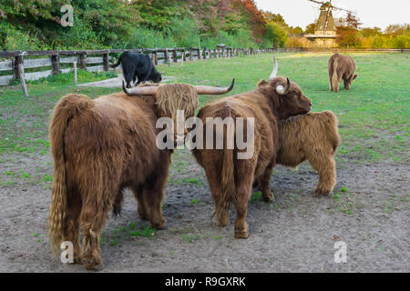 brown highland cow family portrait, highland cows standing in the pasture together Stock Photo