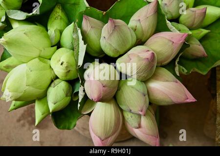 White and pink lotus buds in a market sold for blessings Stock Photo