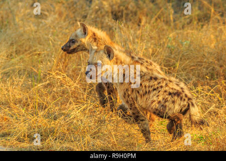 Side view of two spotted hyena cubs species Crocuta crocuta, in the dry bushland. Kruger National Park, South Africa. Iena ridens or hyena maculata outdoor. Stock Photo