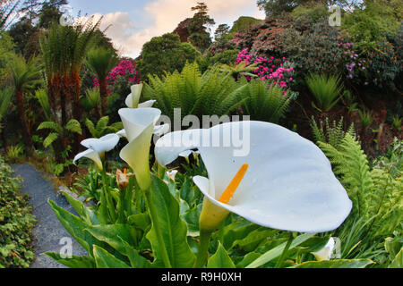 Trebah Garden; Spring; Cornwall; UK Stock Photo