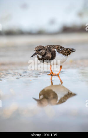 Turnstone; Arenaria interpres Single on the Beach Cornwall; UK Stock Photo