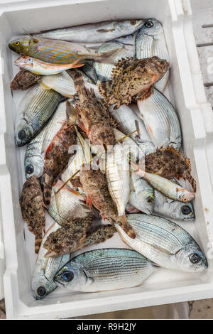 4,000+ Fresh Fish Box Stock Photos, Pictures & Royalty-Free Images - iStock