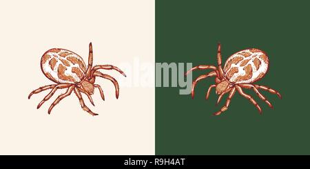 Spider on a white background and a uniform green background. Spider isolated Stock Vector