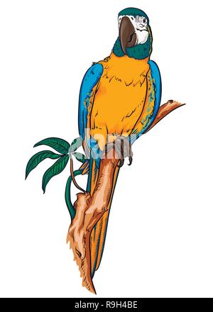 Parrot macaw on a branch Stock Vector
